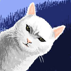 White cat 白猫