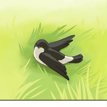 Swallow Inspiration　第一話 旅のはじまり