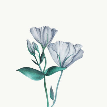 水彩，花