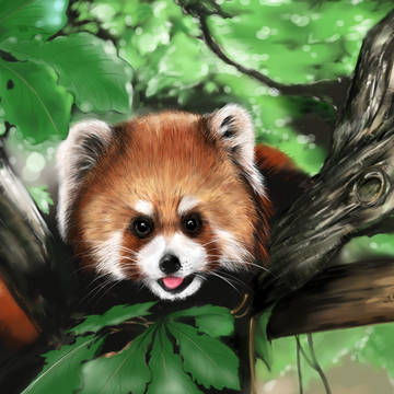 小浣熊