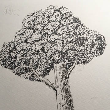 木