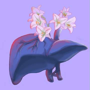 Liver