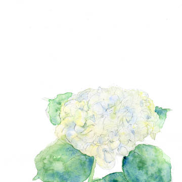 紫陽花