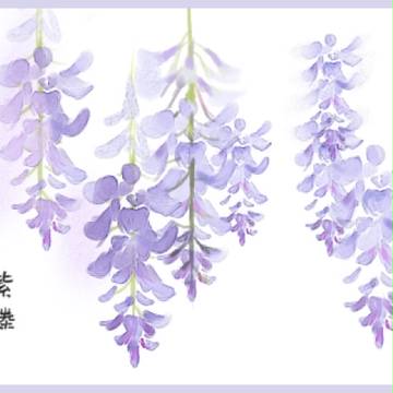 藤の花
