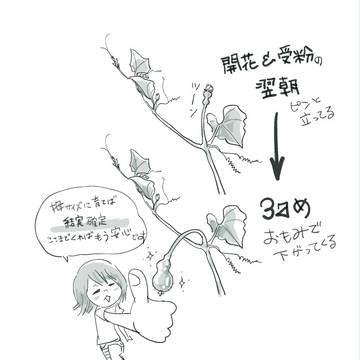 着果