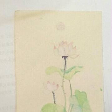 莲