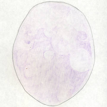 jyaryuunotamago