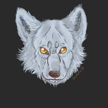 Wolf Sketch