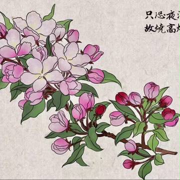 海棠花