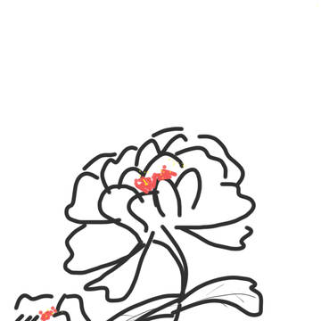 牡丹
