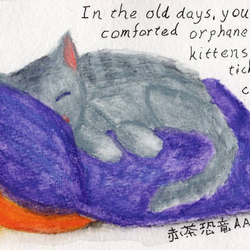 Comforting an Orphaned Kitten