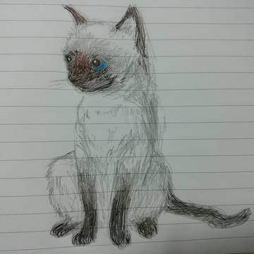シャム猫