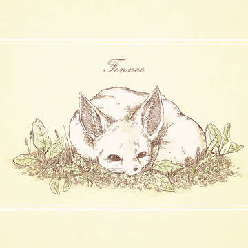 Fennec*˚ フェネック
