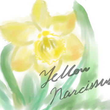 Yellow Narcissus