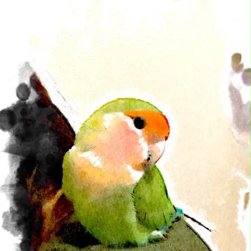 我が家のインコ
