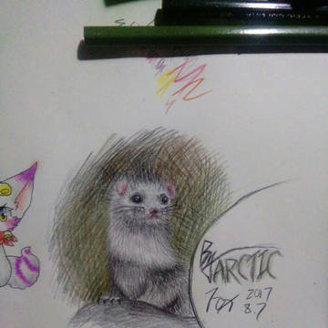 画只貂貂(彩铅 Ⅱ)