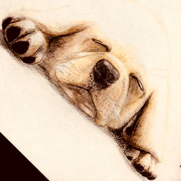 寝てる犬