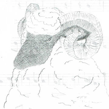 ひつじ/sheep
