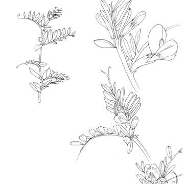 カラスノエンドウ線画