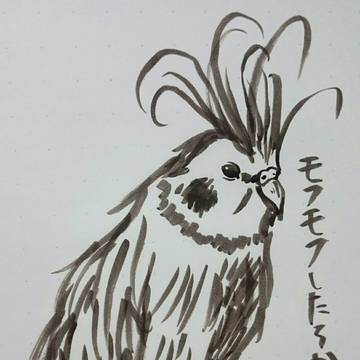 オカメインコ