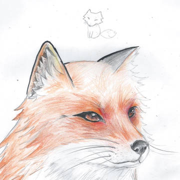 動物