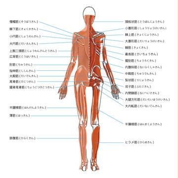 筋肉背面