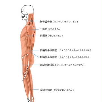 きんにく側面