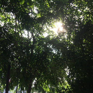 夏天的阳光