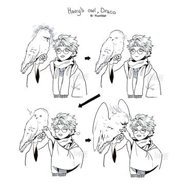 Harry's owl, Draco