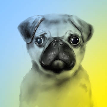 可愛い犬