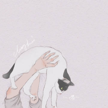 日常吸猫