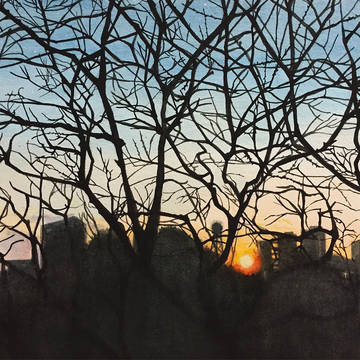 sunset  -branching-