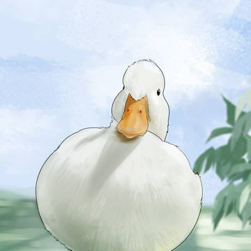 DUCK