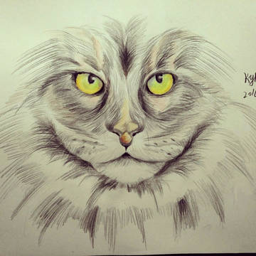 猫咪