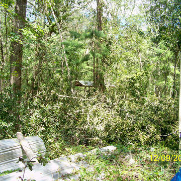 A Tree Fell Over My Hive Stand