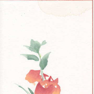 薔薇