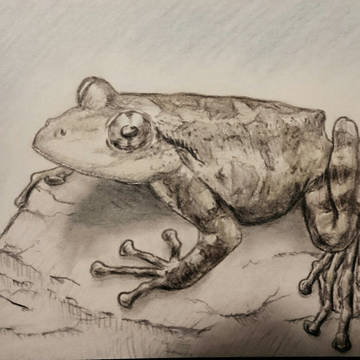 カジカガエル