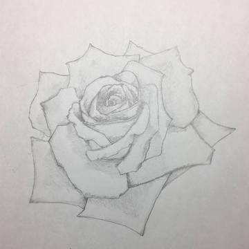 薔薇 バラ
