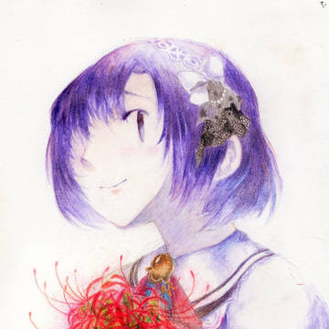 白菊ほたる