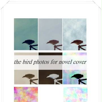 小説表紙用フリー素材1「鳥」