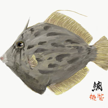 カワハギ