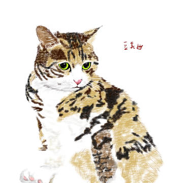 豆美