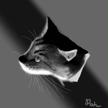 猫