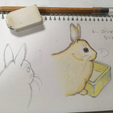 うちのウサギを描いた