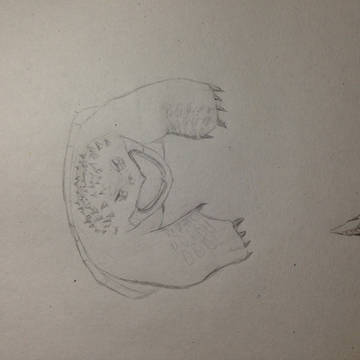 snapping turtle