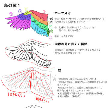翼の描き方