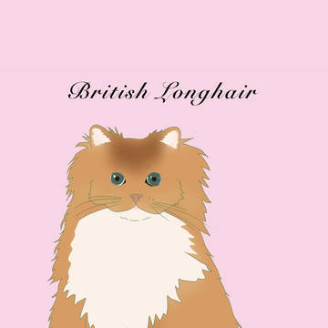 British Longhair