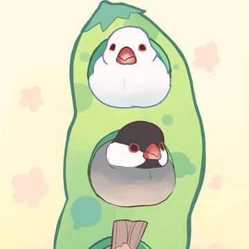 文鳥豆