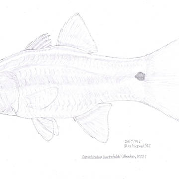 Ostorhinchus hartzfeldi