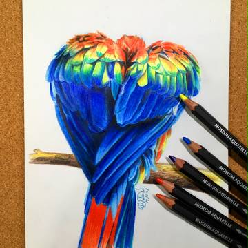 コンゴウオウム